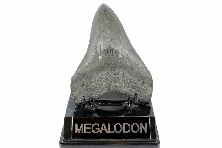 4.54" Fossil Megalodon Tooth - South Carolina